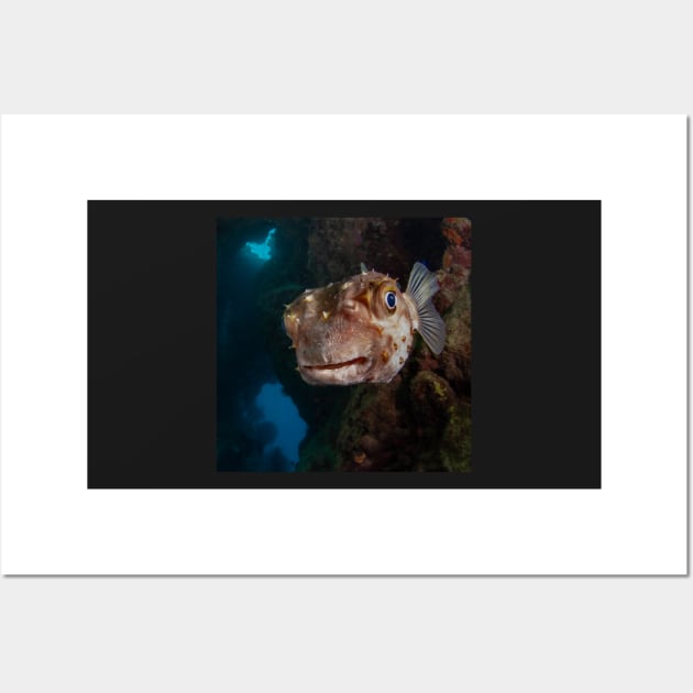 Porcupine puffer fish face off Wall Art by SCUBAddict